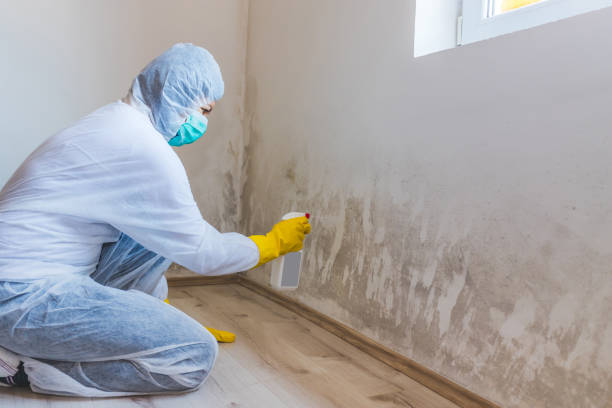 Licensed Black Mold Removal service in South Saint Paul, MN - WQB Mold Removal