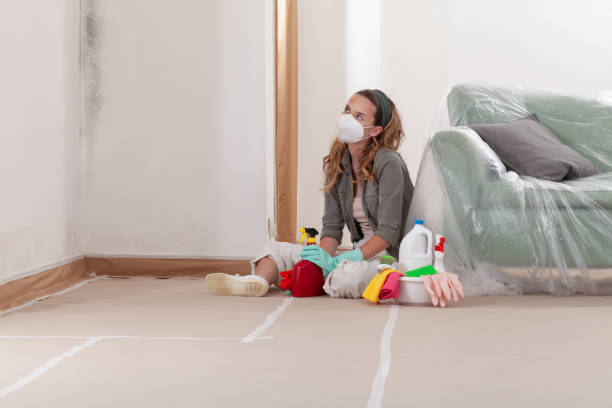 Reliable Black Mold Removal contractor in South Saint Paul, MN by WQB Mold Removal