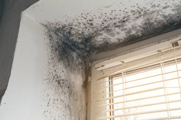 Affordable Black Mold Removal solutions in South Saint Paul, MN